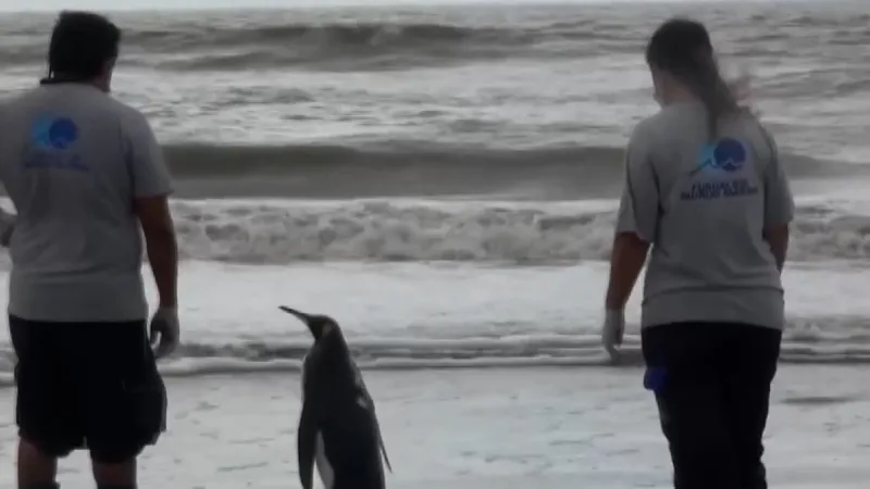 Penguenin Vefası! Kurtarıcılarından Ayrılmak İstemedi